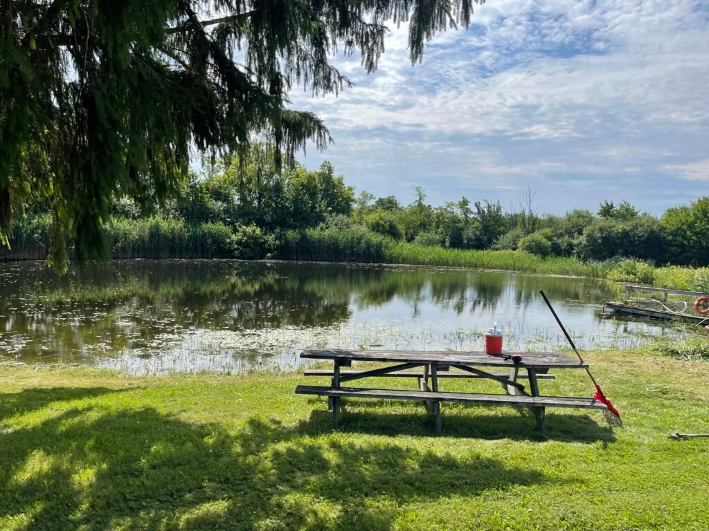 Pond Clearing Brush Cutting